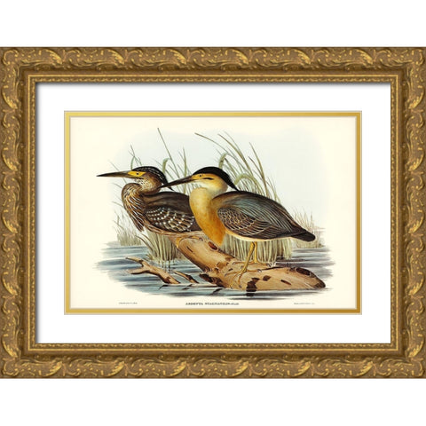 Little Grey Bittern-Ardetta stagnatilis Gold Ornate Wood Framed Art Print with Double Matting by Gould, John