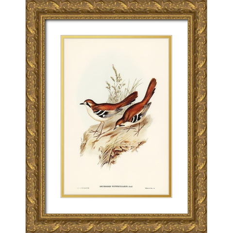 Eastern Scrub-Robin-Drymodes superciliaris Gold Ornate Wood Framed Art Print with Double Matting by Gould, John