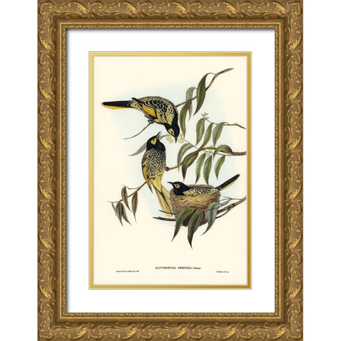Warty-faced Honey-eater-Zanthomyza Phrygia Gold Ornate Wood Framed Art Print with Double Matting by Gould, John
