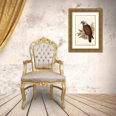 Ka-ka Parrot-Nestor hypopolius Gold Ornate Wood Framed Art Print with Double Matting by Gould, John