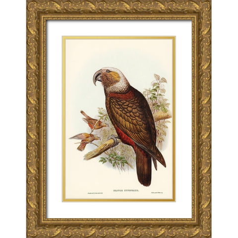 Ka-ka Parrot-Nestor hypopolius Gold Ornate Wood Framed Art Print with Double Matting by Gould, John