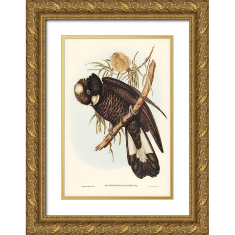 Baudins Cockatoo-Calyptorhynchus Baudinii Gold Ornate Wood Framed Art Print with Double Matting by Gould, John