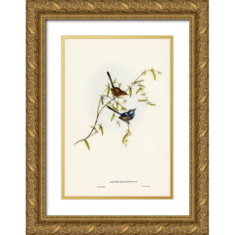 Black-backed Wren-Malurus melanotus Gold Ornate Wood Framed Art Print with Double Matting by Gould, John
