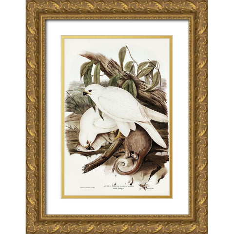 White Goshawk-Astur Nova-Hollandix-albino Gold Ornate Wood Framed Art Print with Double Matting by Gould, John