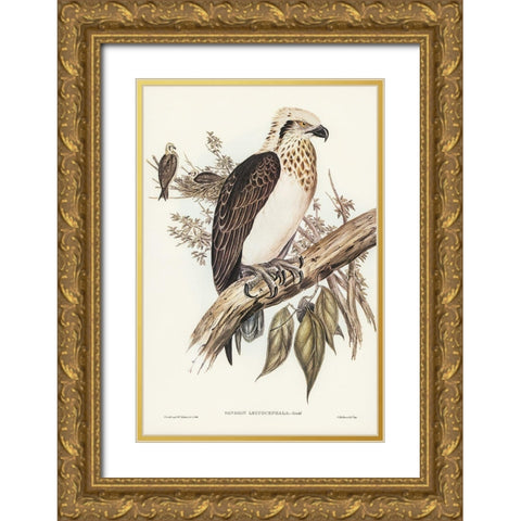White-headed Osprey-Pandion leucocephalus Gold Ornate Wood Framed Art Print with Double Matting by Gould, John