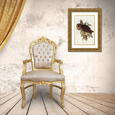 Sooty Owl-Strix tenebricosus Gold Ornate Wood Framed Art Print with Double Matting by Gould, John