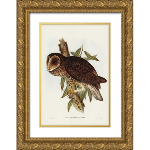 Sooty Owl-Strix tenebricosus Gold Ornate Wood Framed Art Print with Double Matting by Gould, John