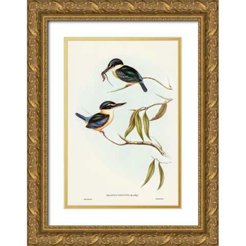 Sacred Halcyon-Halcyon sanctus Gold Ornate Wood Framed Art Print with Double Matting by Gould, John