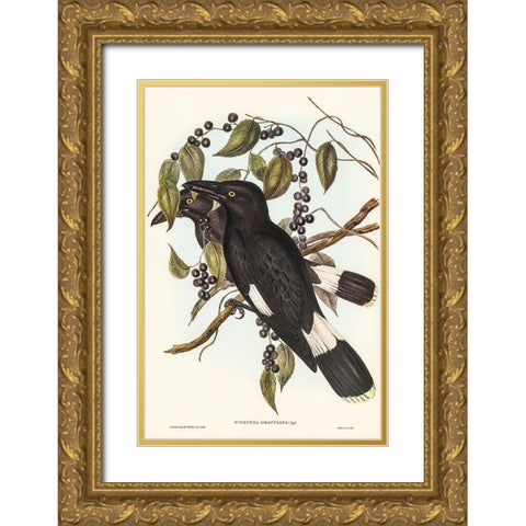 Great Crow-Shrike-Strepera graculina Gold Ornate Wood Framed Art Print with Double Matting by Gould, John
