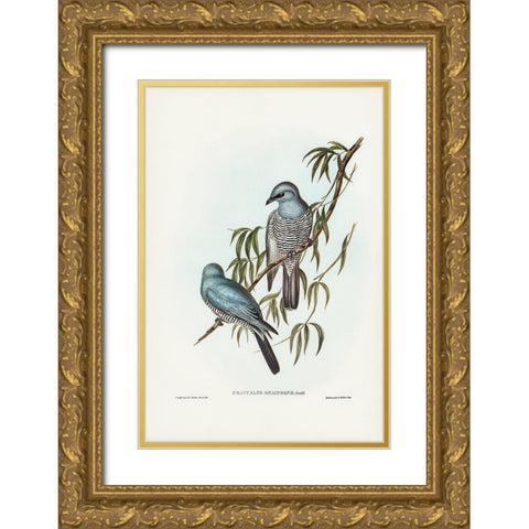 Swainsonâ€™s Graucalus-Graucalus Swainsonii Gold Ornate Wood Framed Art Print with Double Matting by Gould, John
