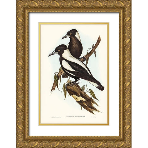 White-backed Crow-Shrike-Gymnorhina leuconota Gold Ornate Wood Framed Art Print with Double Matting by Gould, John