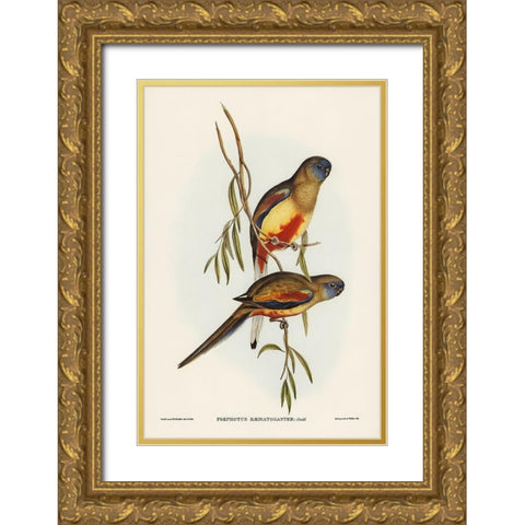 Crimson-bellied Parakeet-Psephotus haematogaster Gold Ornate Wood Framed Art Print with Double Matting by Gould, John
