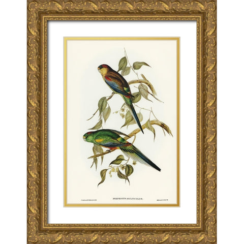 Many-coloured Parakeet-Psephotus multicolor Gold Ornate Wood Framed Art Print with Double Matting by Gould, John