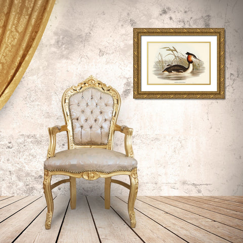 Australian Tippet Grabe-Podiceps Australis Gold Ornate Wood Framed Art Print with Double Matting by Gould, John