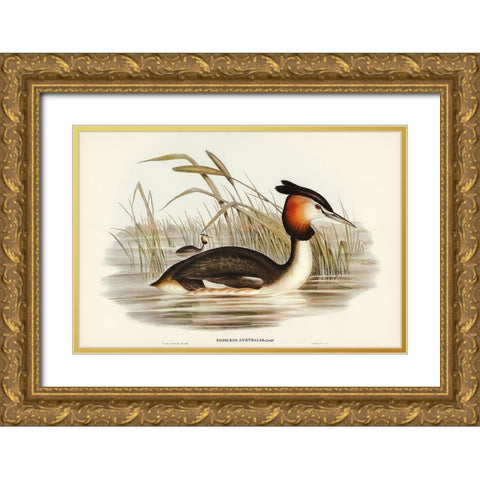 Australian Tippet Grabe-Podiceps Australis Gold Ornate Wood Framed Art Print with Double Matting by Gould, John