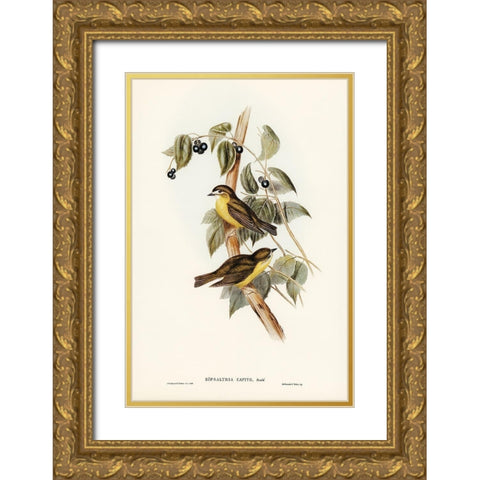 Large-headed Robin-Eopsaltria capito Gold Ornate Wood Framed Art Print with Double Matting by Gould, John