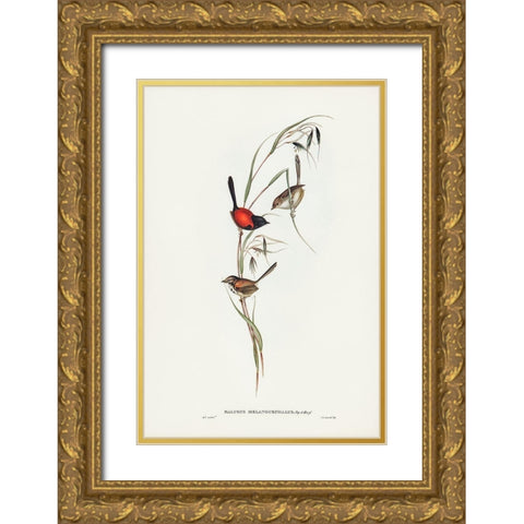Black-headed Wren-Malurus melanocephalus Gold Ornate Wood Framed Art Print with Double Matting by Gould, John