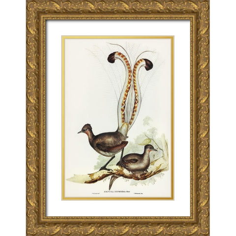 Lyre Bird-Menura superba Gold Ornate Wood Framed Art Print with Double Matting by Gould, John