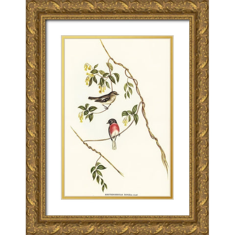 Rose-breasted Wood-robin-Erythrodryas rosea Gold Ornate Wood Framed Art Print with Double Matting by Gould, John