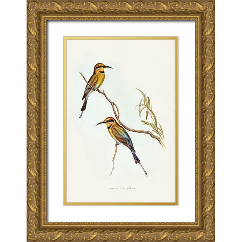 Australian Bee-eater-Merops ornatus Gold Ornate Wood Framed Art Print with Double Matting by Gould, John