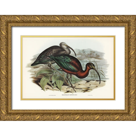 Glossy Ibis-Falcinellus igneus Gold Ornate Wood Framed Art Print with Double Matting by Gould, John