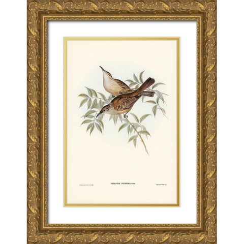 Streaked Honey-eater-Ptilotis filigera Gold Ornate Wood Framed Art Print with Double Matting by Gould, John