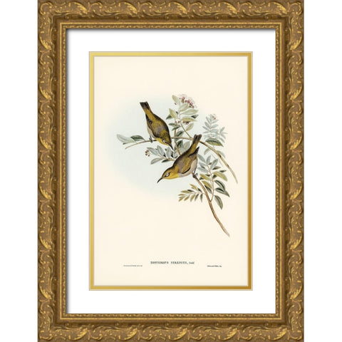 Robust Zosterops-Zosterops strenuus Gold Ornate Wood Framed Art Print with Double Matting by Gould, John