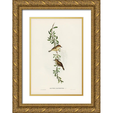 Large-billed Sericornis-Sericornis magnirostris Gold Ornate Wood Framed Art Print with Double Matting by Gould, John