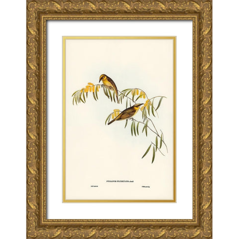 Plumed Honey-eater-Ptilotis plumulus Gold Ornate Wood Framed Art Print with Double Matting by Gould, John