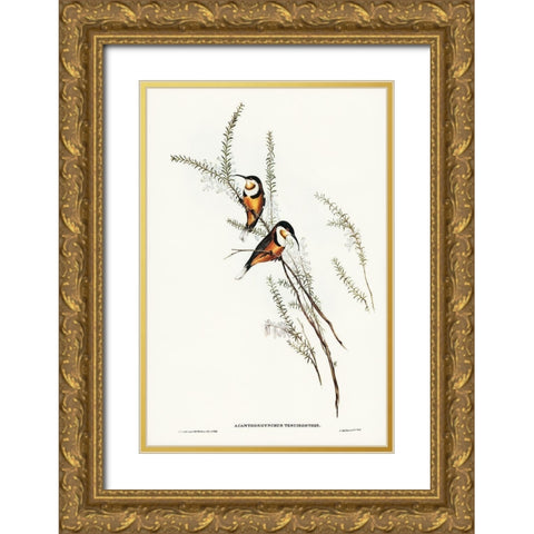 Slender-billed Spine-bill-Acanthorhynchus tenuirostris Gold Ornate Wood Framed Art Print with Double Matting by Gould, John