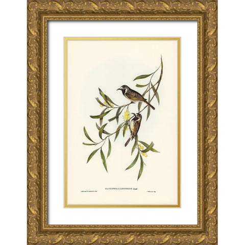 White-fronted Honey-eater-Glyciphila albifrons Gold Ornate Wood Framed Art Print with Double Matting by Gould, John