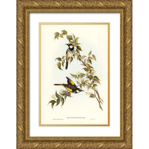 White-cheeked Honey-eater-Meliphaga sericea Gold Ornate Wood Framed Art Print with Double Matting by Gould, John