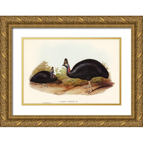 Australian Cassowary-Casuarius australis Gold Ornate Wood Framed Art Print with Double Matting by Gould, John