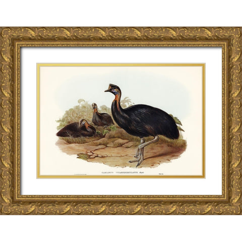 One-carunculated Cassowary-Casuarius uniappendiculatus Gold Ornate Wood Framed Art Print with Double Matting by Gould, John