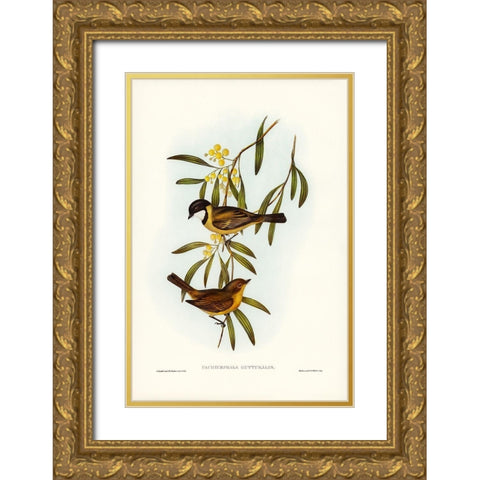 Guttural Pachycephala-Pachycephala gutturalis Gold Ornate Wood Framed Art Print with Double Matting by Gould, John