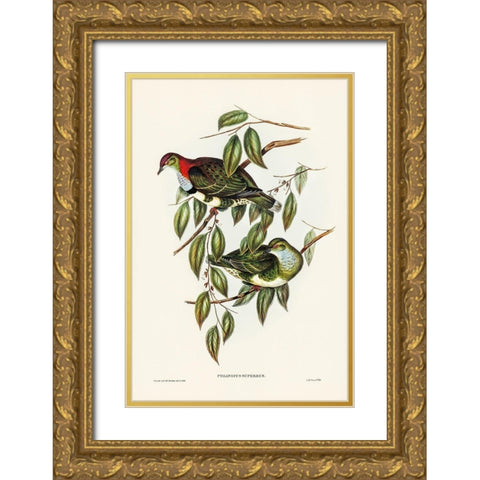 Superb Fruit Pigeon-Ptilinopus superbus Gold Ornate Wood Framed Art Print with Double Matting by Gould, John