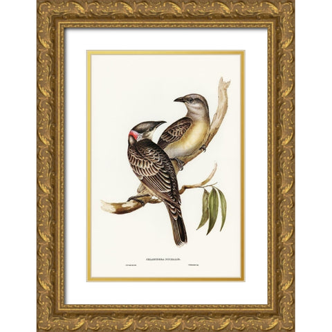 Great Bower Bird-Chlamydera nuchalis Gold Ornate Wood Framed Art Print with Double Matting by Gould, John