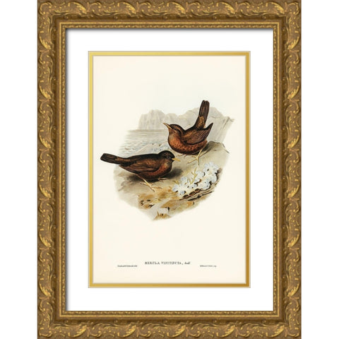 Vinous-tinted Blackbird-Merula vinitincta Gold Ornate Wood Framed Art Print with Double Matting by Gould, John
