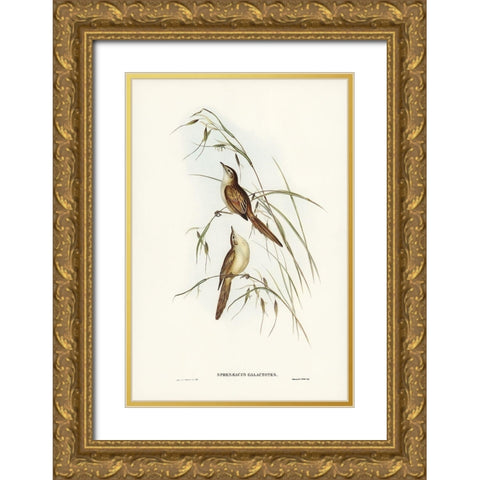 Tawny Sphenoeacus-Phenoeacus galactotes Gold Ornate Wood Framed Art Print with Double Matting by Gould, John