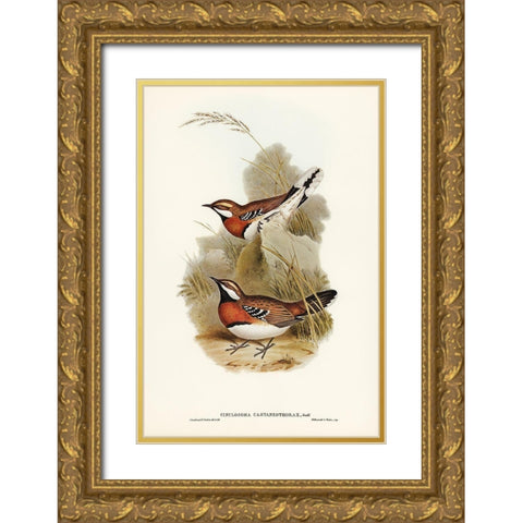 Chestnut-breasted Ground-Thrush-Cinclosoma castaneothorax Gold Ornate Wood Framed Art Print with Double Matting by Gould, John