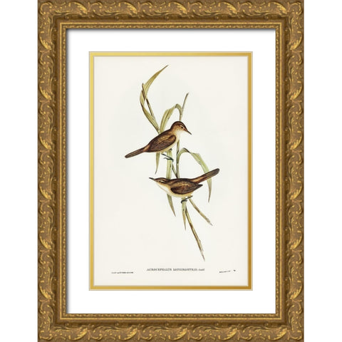 Long-billed Reed Warbler-Acrocephalus longirostris Gold Ornate Wood Framed Art Print with Double Matting by Gould, John