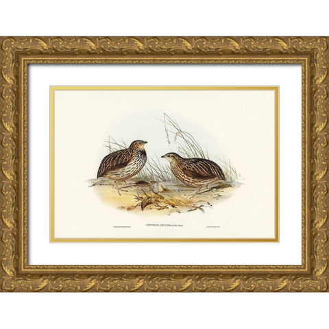 Pectoral Quail-Coturnix pectoralis Gold Ornate Wood Framed Art Print with Double Matting by Gould, John