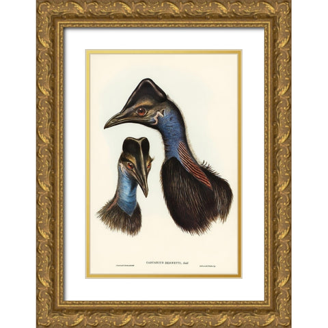 Bennetts Cassowary-Casuarius Bennetti Gold Ornate Wood Framed Art Print with Double Matting by Gould, John