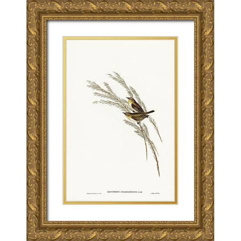 Green-backed Zosterops-Zosterops chloronotus Gold Ornate Wood Framed Art Print with Double Matting by Gould, John