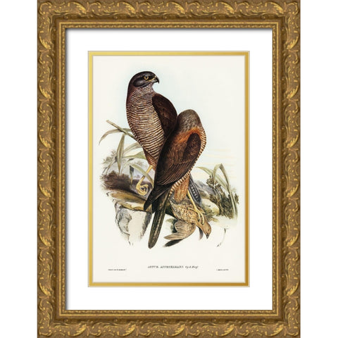 Australian Goshawk-Astur approximans Gold Ornate Wood Framed Art Print with Double Matting by Gould, John