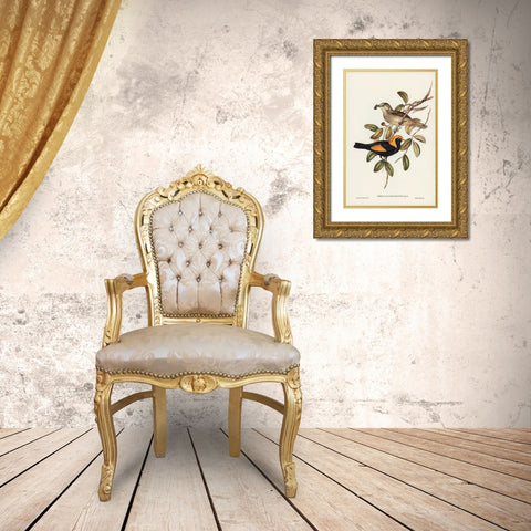 Regent Bird-Sericulus chrysocephalus Gold Ornate Wood Framed Art Print with Double Matting by Gould, John