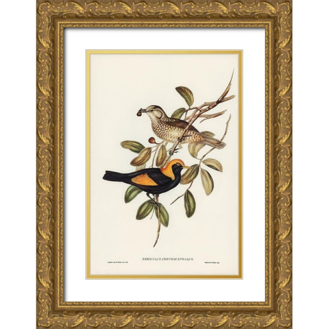 Regent Bird-Sericulus chrysocephalus Gold Ornate Wood Framed Art Print with Double Matting by Gould, John