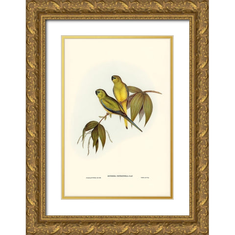 Rock Grass-Parakeet-Euphema petrophila Gold Ornate Wood Framed Art Print with Double Matting by Gould, John