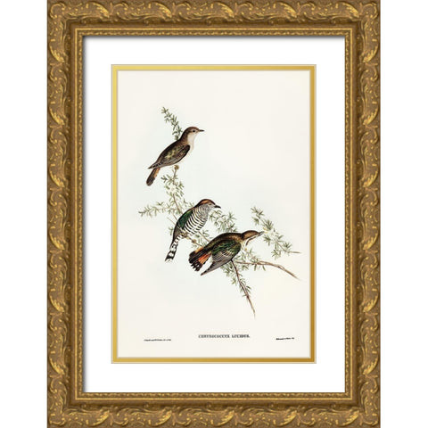 Shining Cuckoo-Chrysococcyx lucidus Gold Ornate Wood Framed Art Print with Double Matting by Gould, John