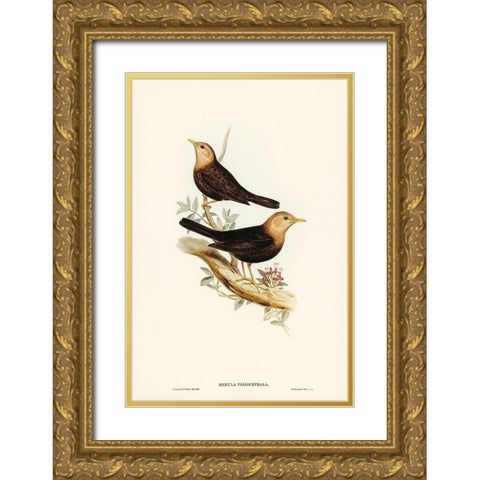 Grey-headed Blackbird-Merula poliocephala Gold Ornate Wood Framed Art Print with Double Matting by Gould, John